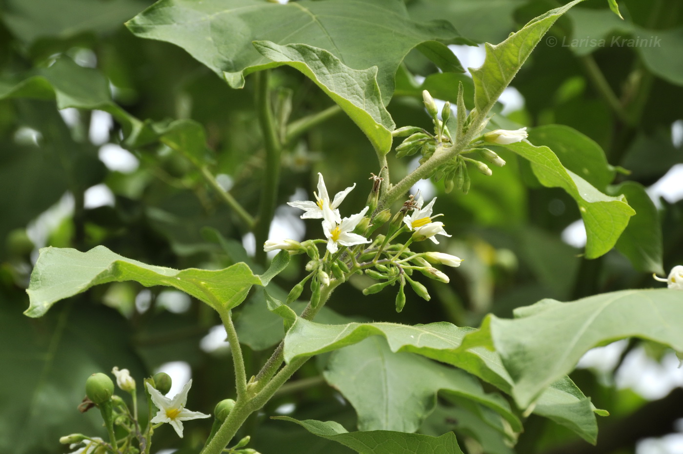 Image of Solanum torvum specimen.