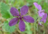 Erodium malacoides