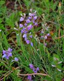 Oxytropis teres