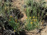 Ephedra intermedia