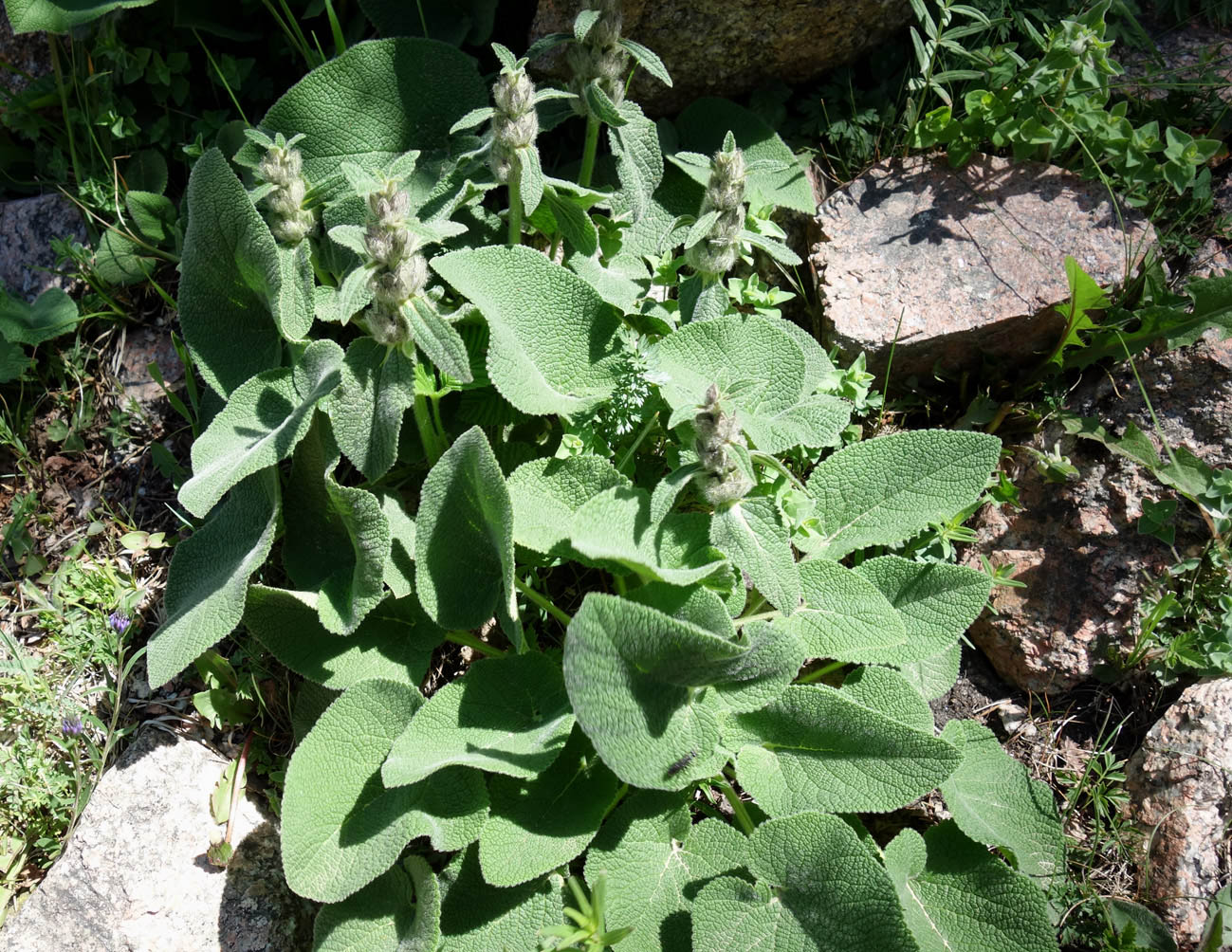 Изображение особи Phlomoides oreophila.