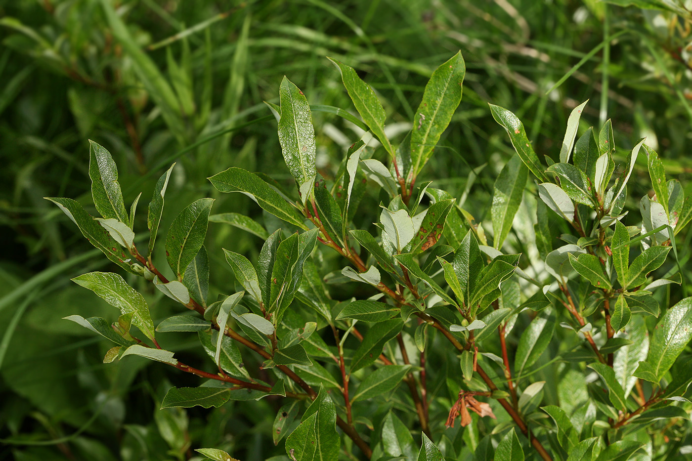 Image of Salix phylicifolia specimen.