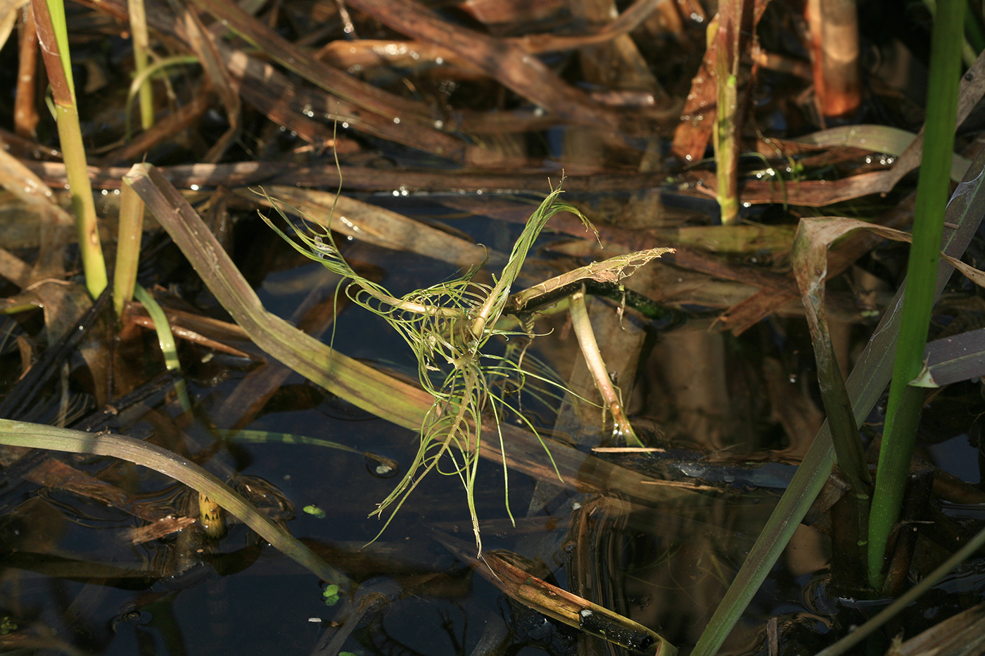 Image of Rorippa amphibia specimen.