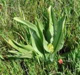 Orchis punctulata