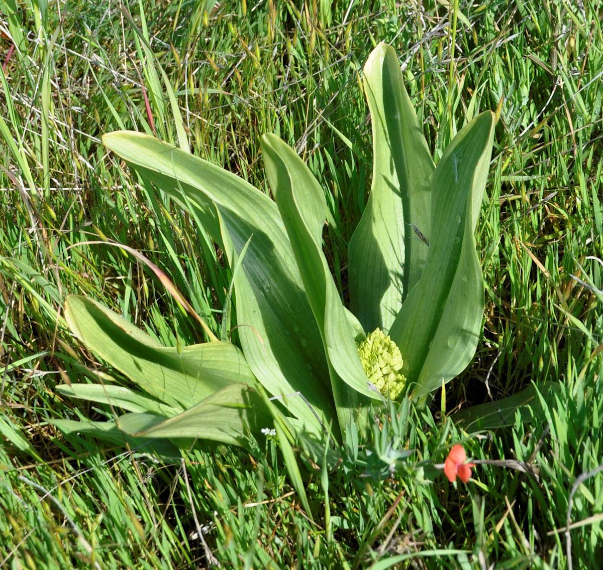 Изображение особи Orchis punctulata.