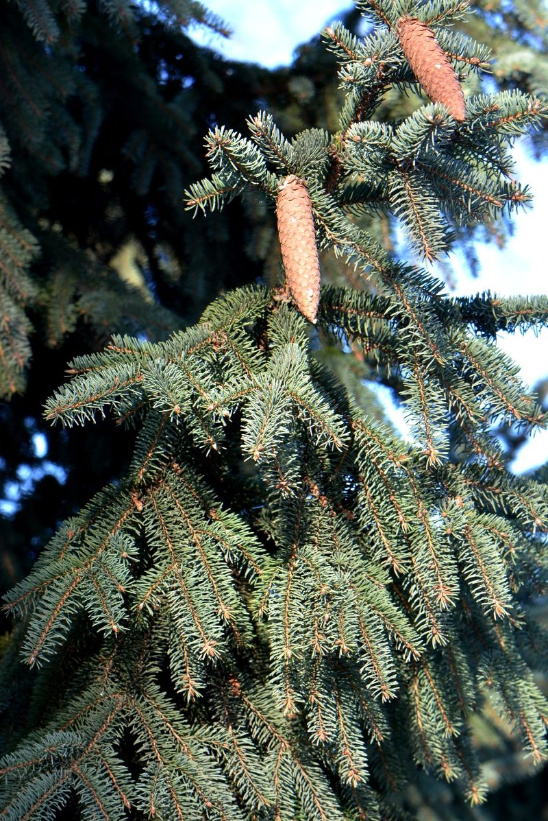 Изображение особи Picea asperata.