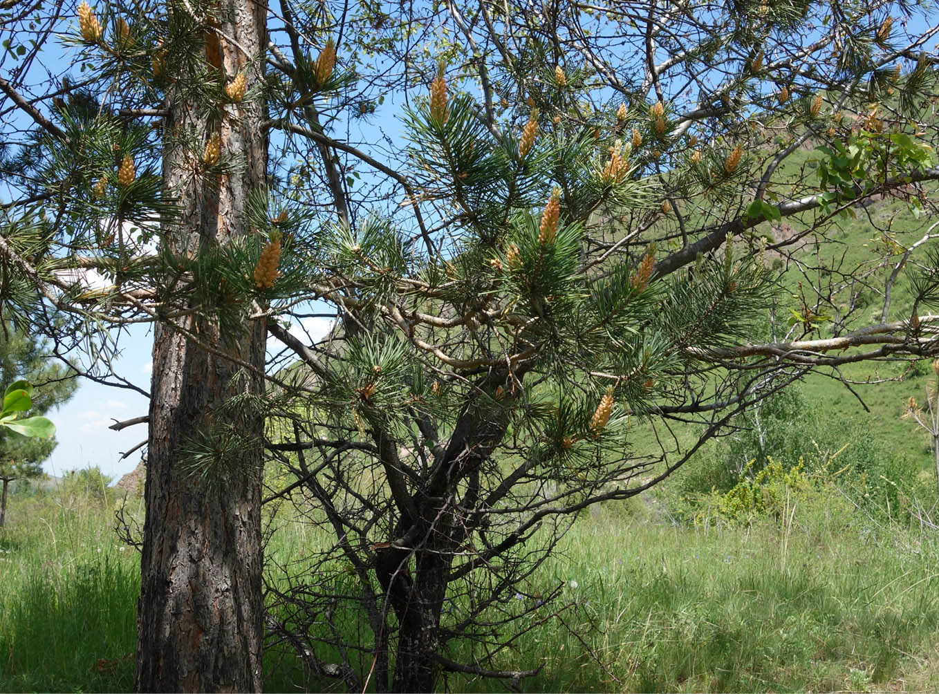 Изображение особи род Pinus.