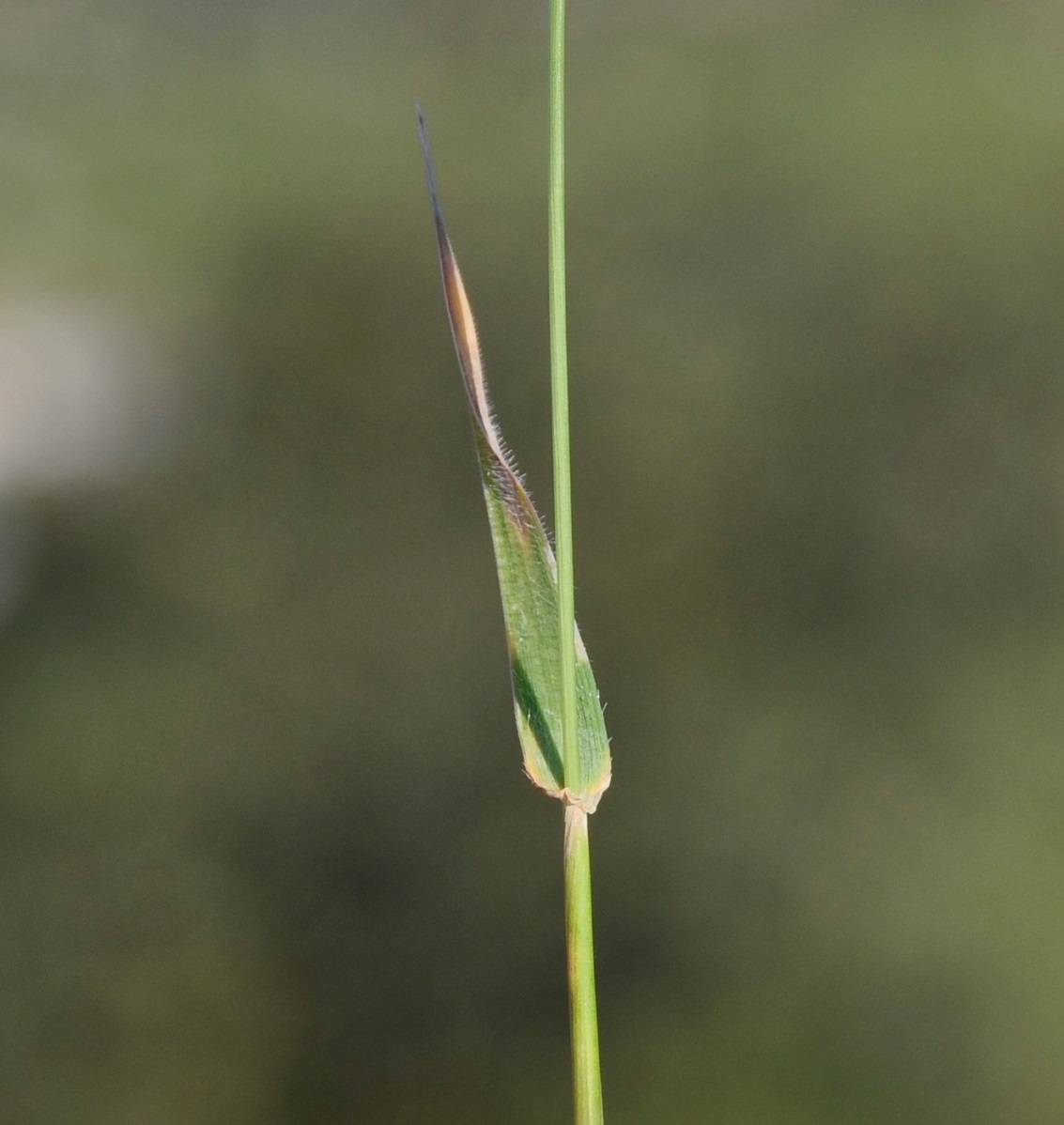 Изображение особи род Aegilops.