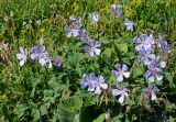 Geranium saxatile