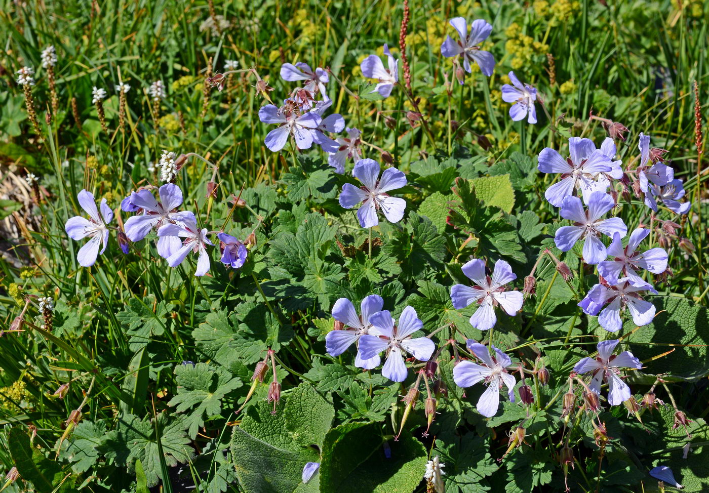 Изображение особи Geranium saxatile.