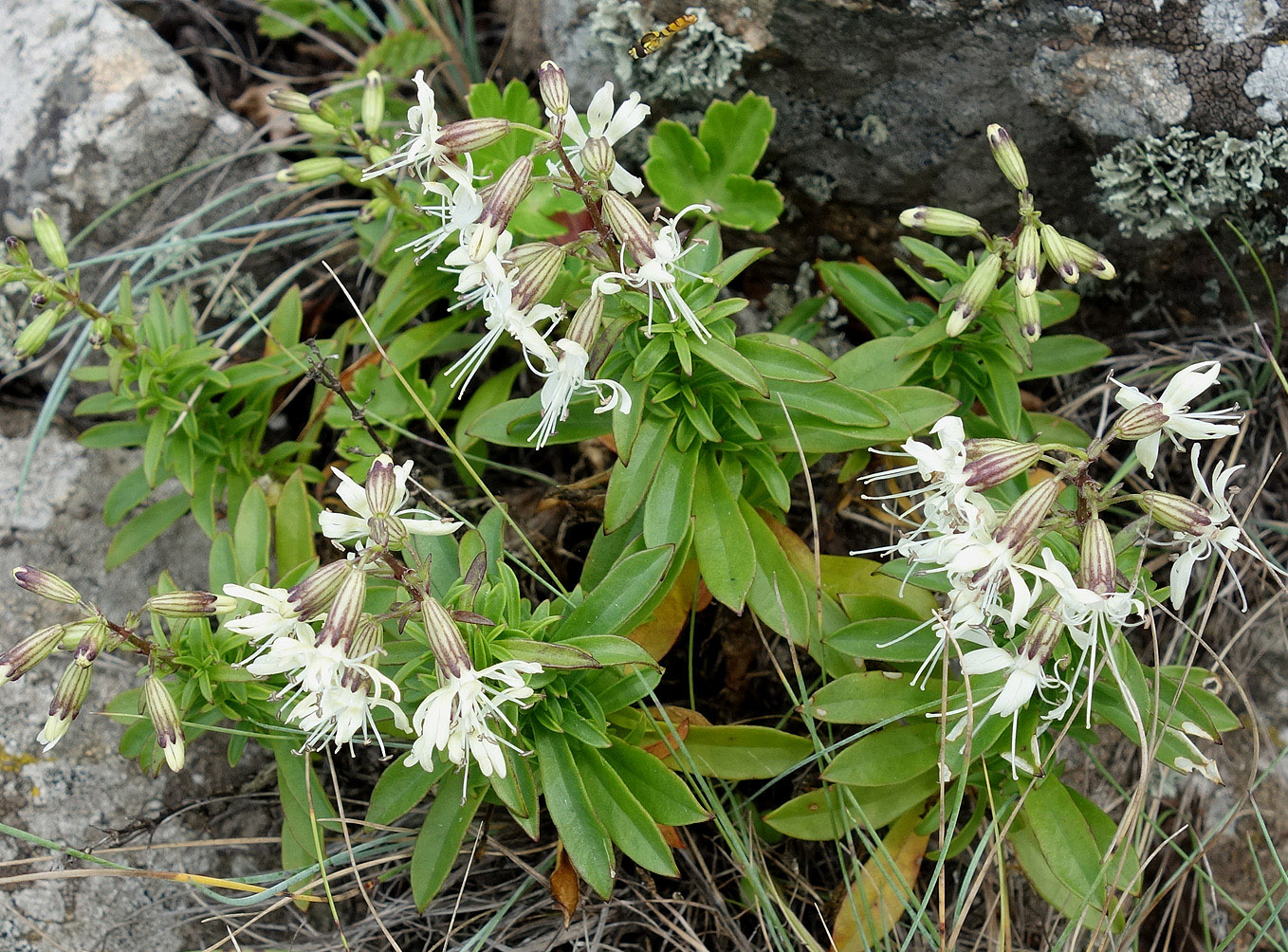 Image of Silene foliosa specimen.