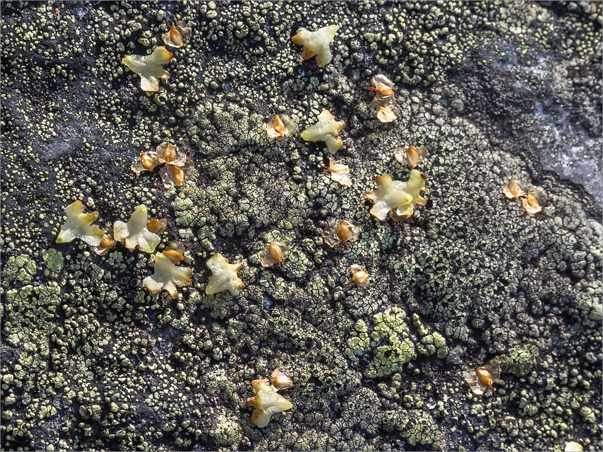 Image of genus Betula specimen.
