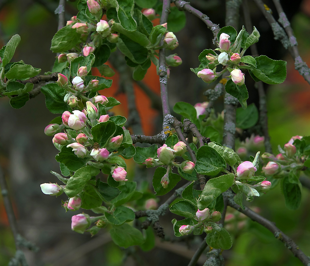 Image of Malus domestica specimen.
