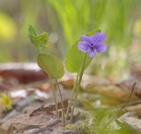 Viola tenuicornis