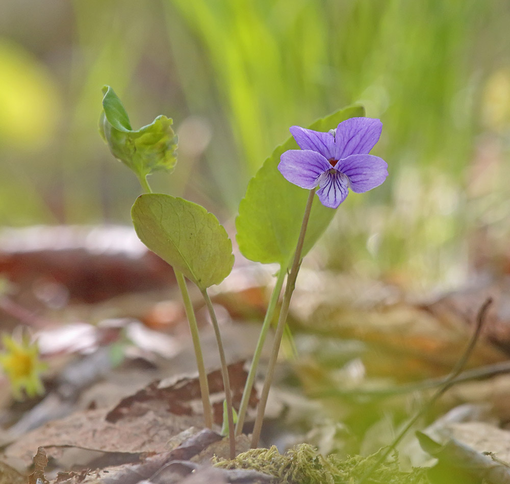 Изображение особи Viola tenuicornis.