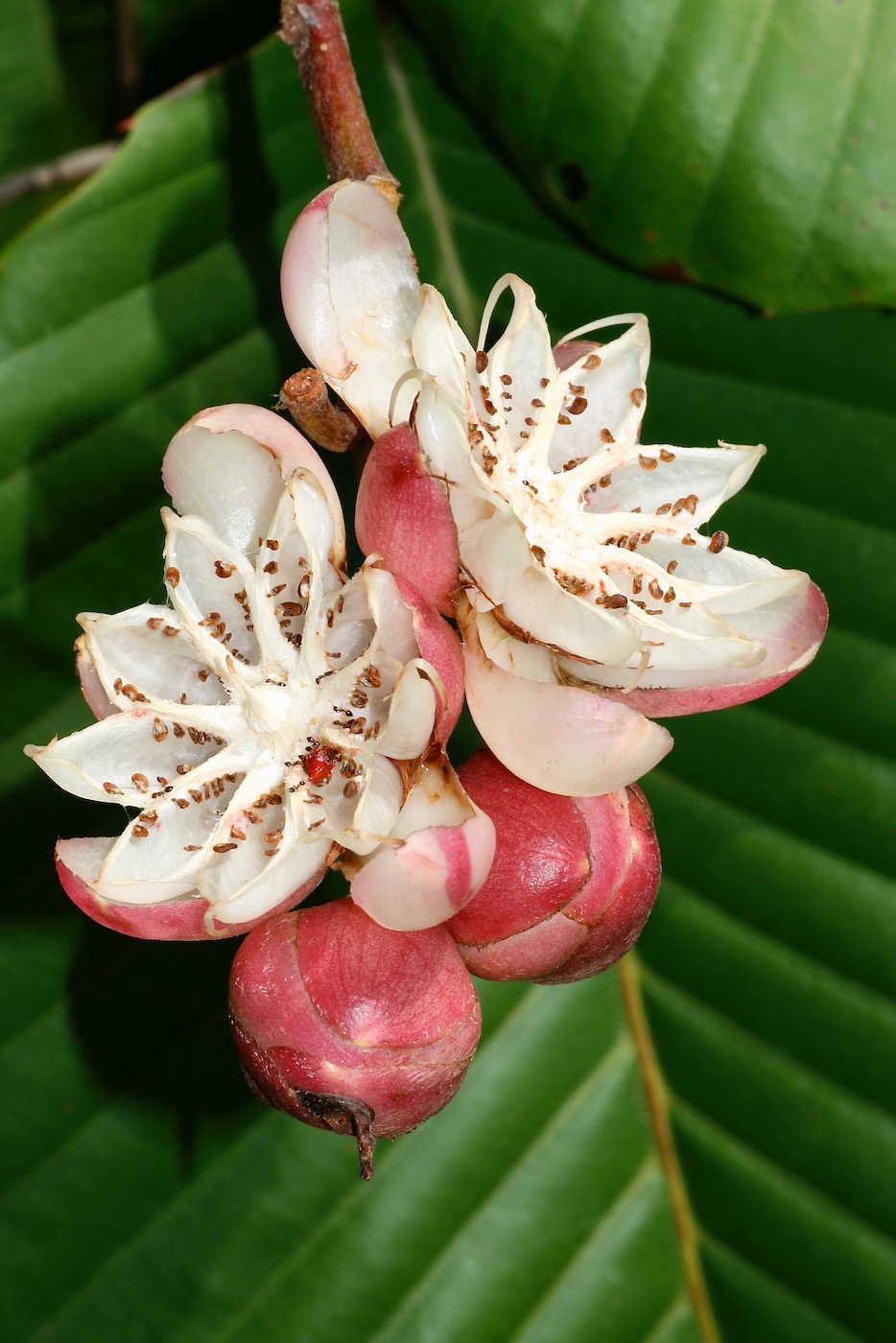 Image of Dillenia suffruticosa specimen.