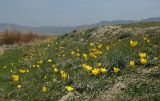 Tulipa kolpakowskiana