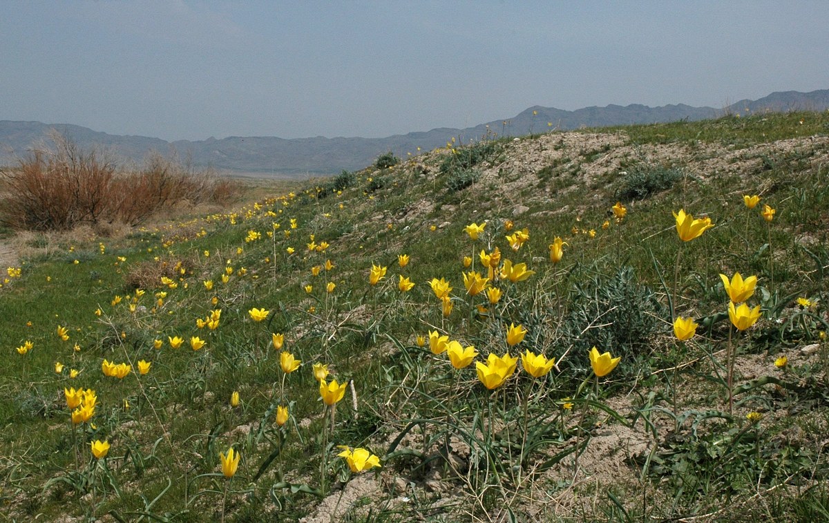 Image of Tulipa kolpakowskiana specimen.