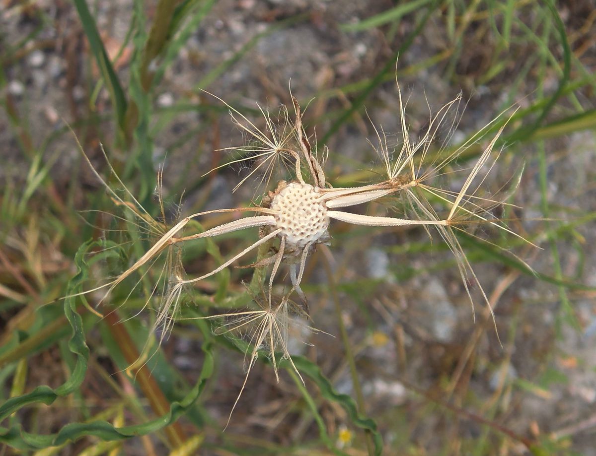 Изображение особи род Tragopogon.