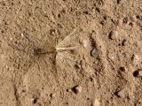 Tragopogon borysthenicus. Зрелый плод. Украина, г. Запорожье, балка между Космическим мкрн. и Опытной станцией, участок степной растительности возле лесонасаждений. 29.06.2020.