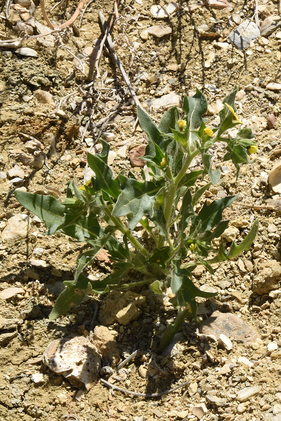 Image of Hyoscyamus pusillus specimen.