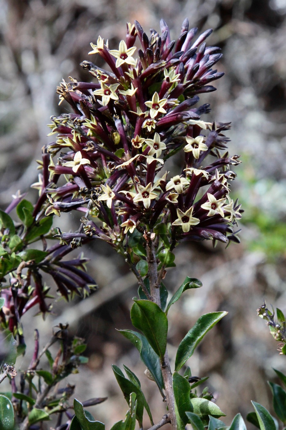 Image of Cestrum buxifolium specimen.