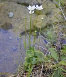 Parnassia palustris. Цветущее растение на берегу ручья. Греция, Олимп (Όλυμπος). 02.09.2010.