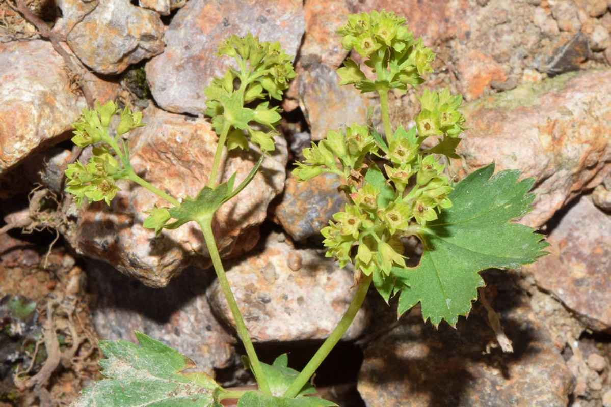 Image of Alchemilla sibirica specimen.