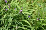 genus Tradescantia