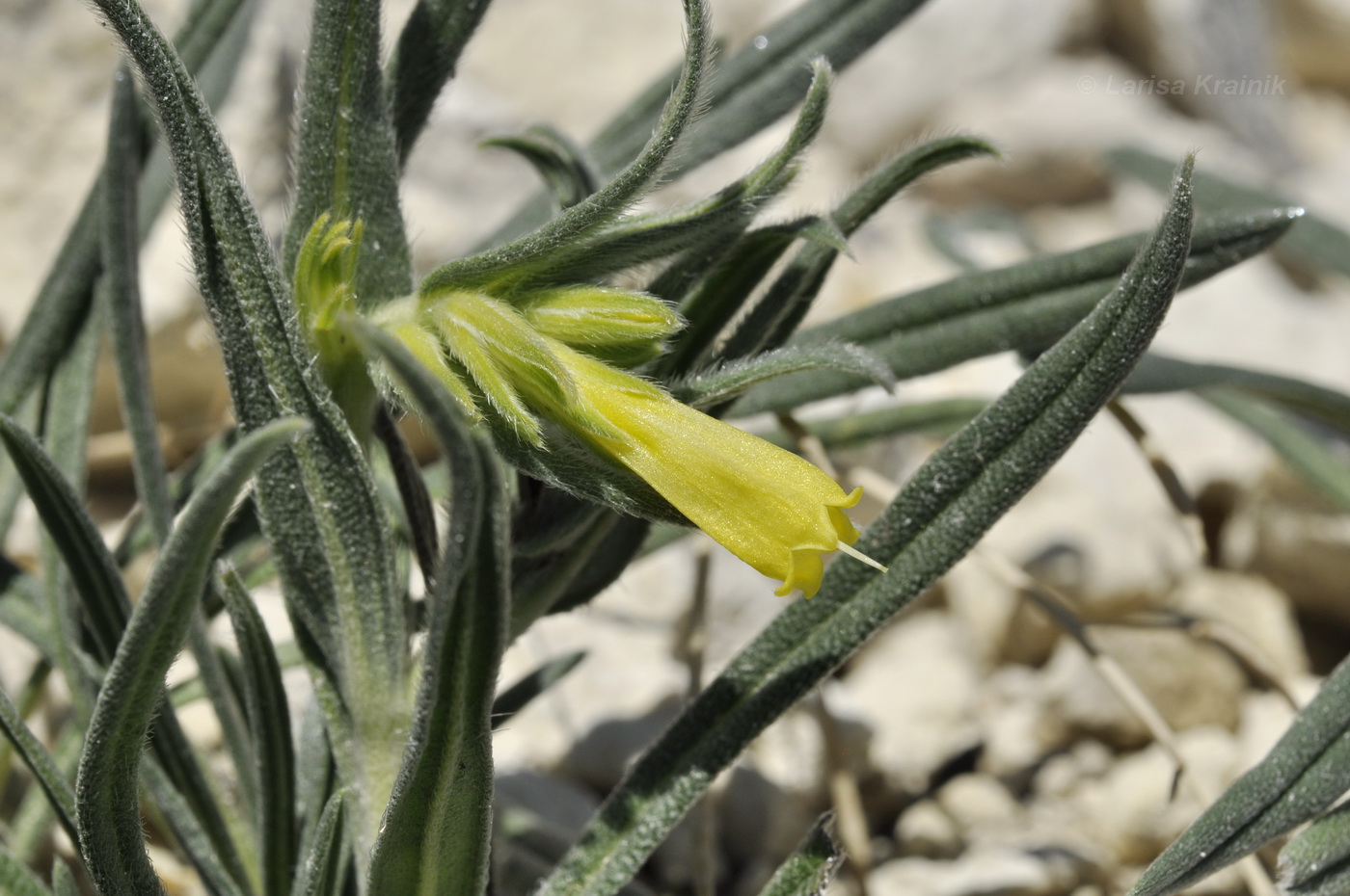 Image of Onosma taurica specimen.