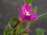 Epilobium hirsutum