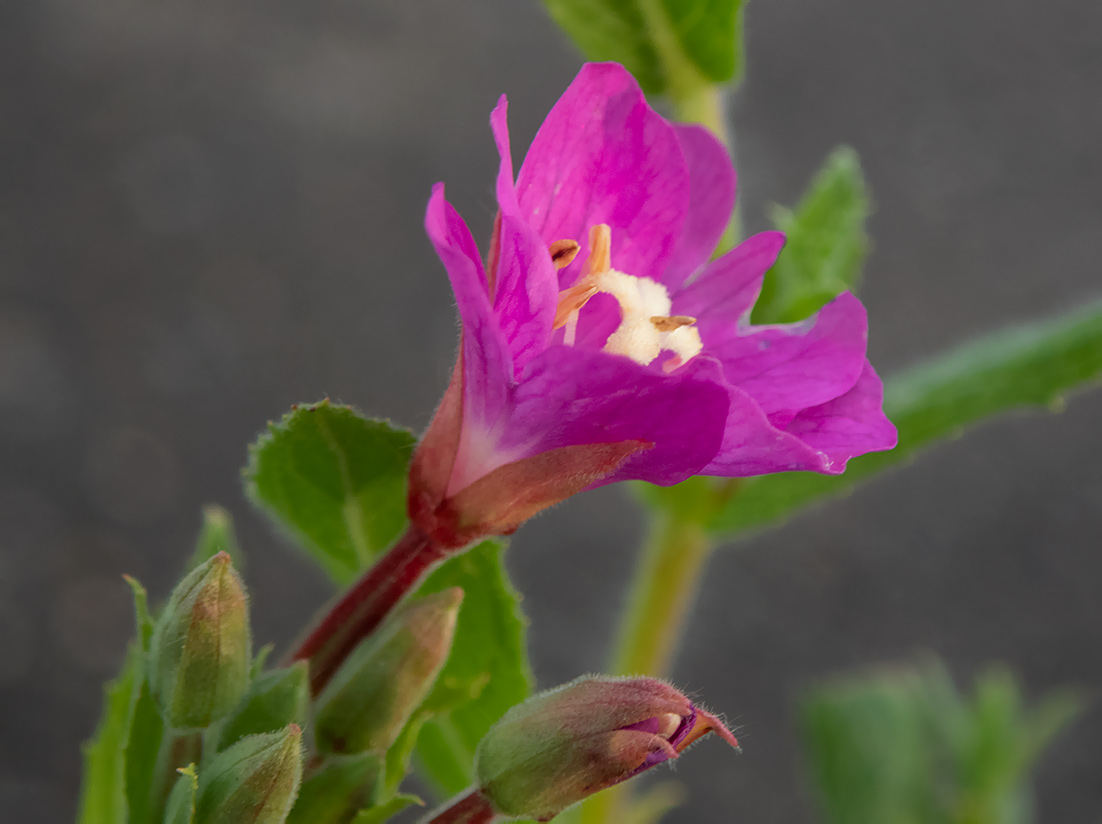 Изображение особи Epilobium hirsutum.