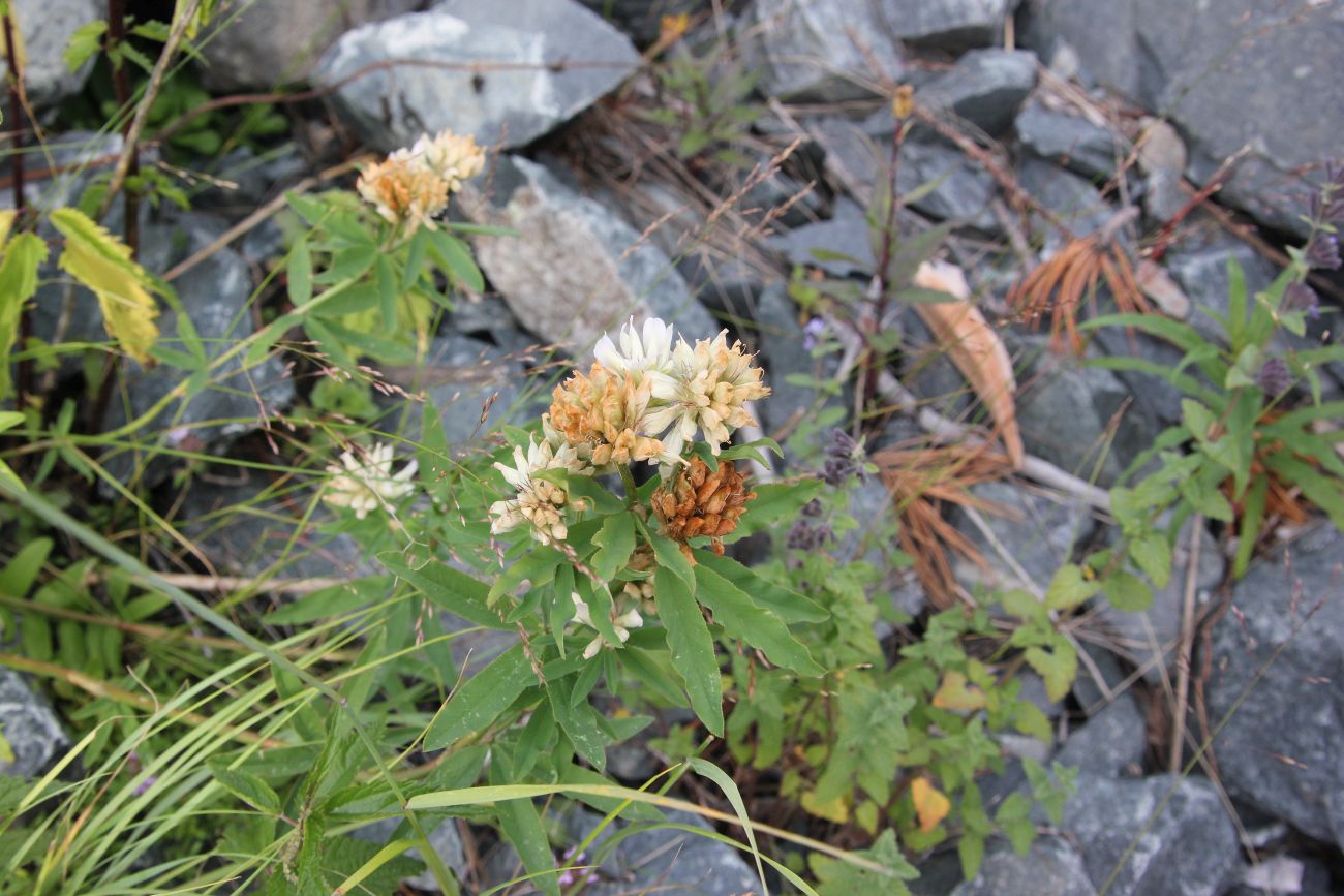 Image of Trifolium lupinaster specimen.