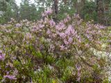 Calluna vulgaris. Цветущие растения в сообществе с Cladonia. Тверская обл., Кимрский р-н, окр. дер. Бурцево, поляна в сосновом бору. 01.08.2020.