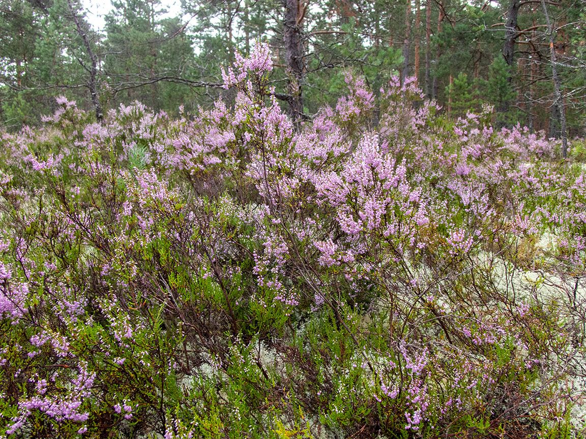 Image of Calluna vulgaris specimen.