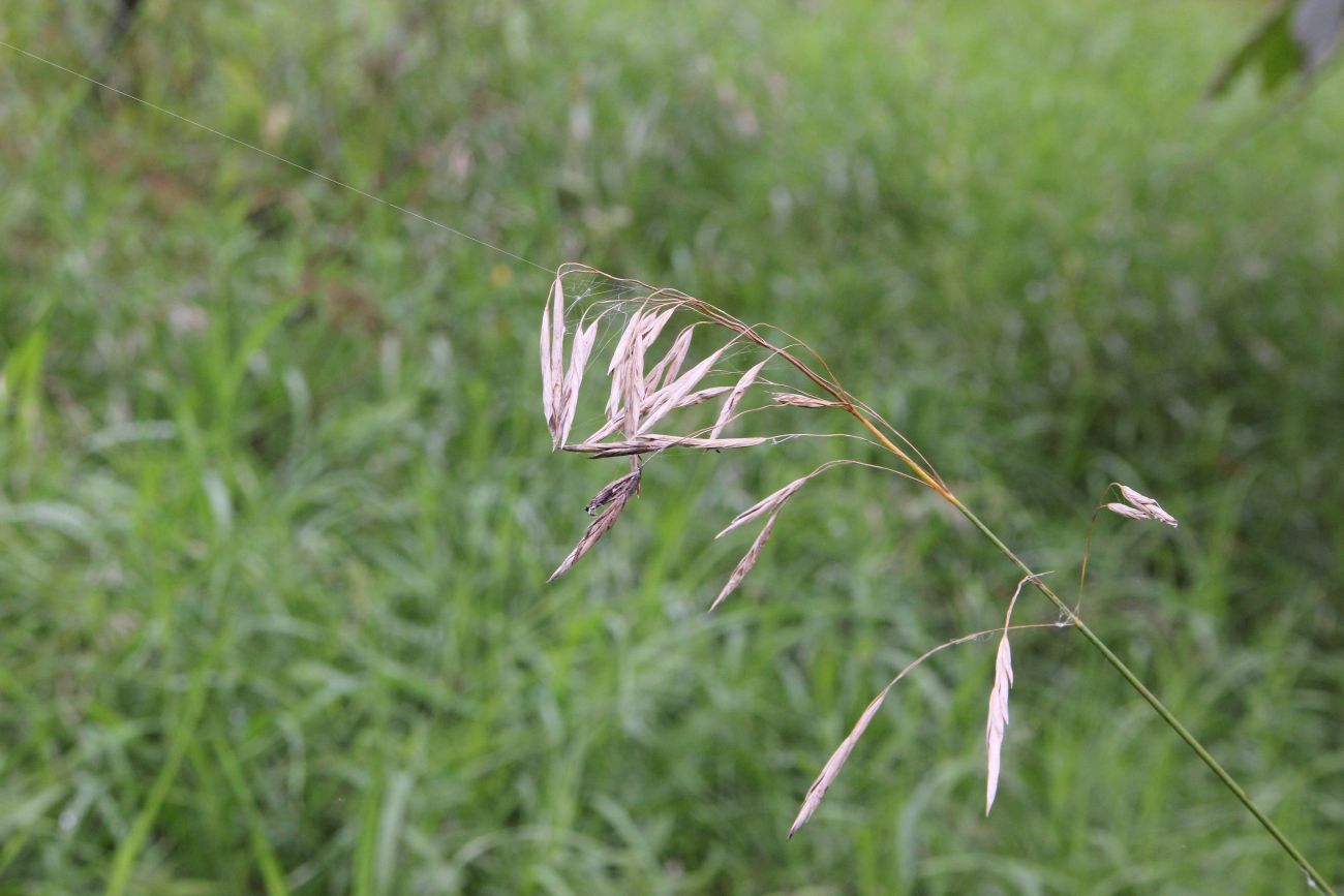 Image of Bromopsis inermis specimen.