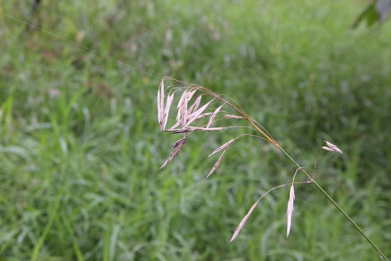 Изображение особи Bromopsis inermis.