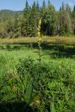 Verbascum nigrum. Цветущее растение. Башкортостан, Гафурийский р-н, окр. дер. Толпарово, долина р. Зилим, заросшая луговой растительностью речная терраса. 3 сентября 2020 г.