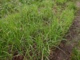 Carex riparia