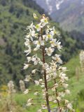 Eremurus lactiflorus. Верхушка соцветия. Узбекистан, Ташкентская обл., Чаткальский хребет, горный массив Чимган, урочище Гулькам, около 1300 м н.у.м., каменистый склон. 06.05.2018.