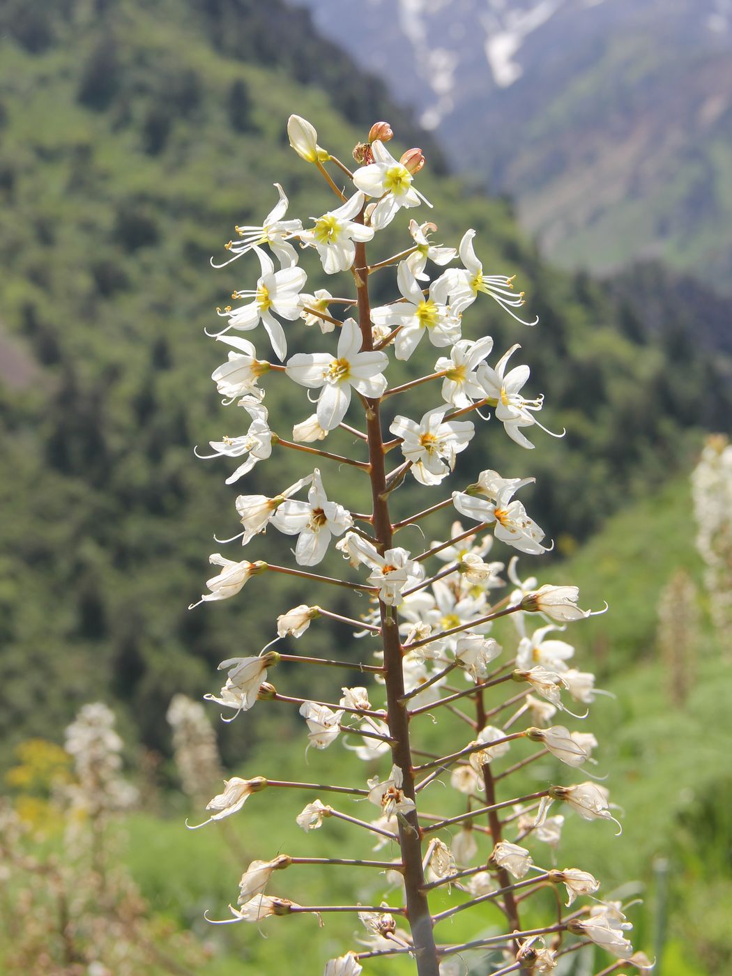 Image of Eremurus lactiflorus specimen.