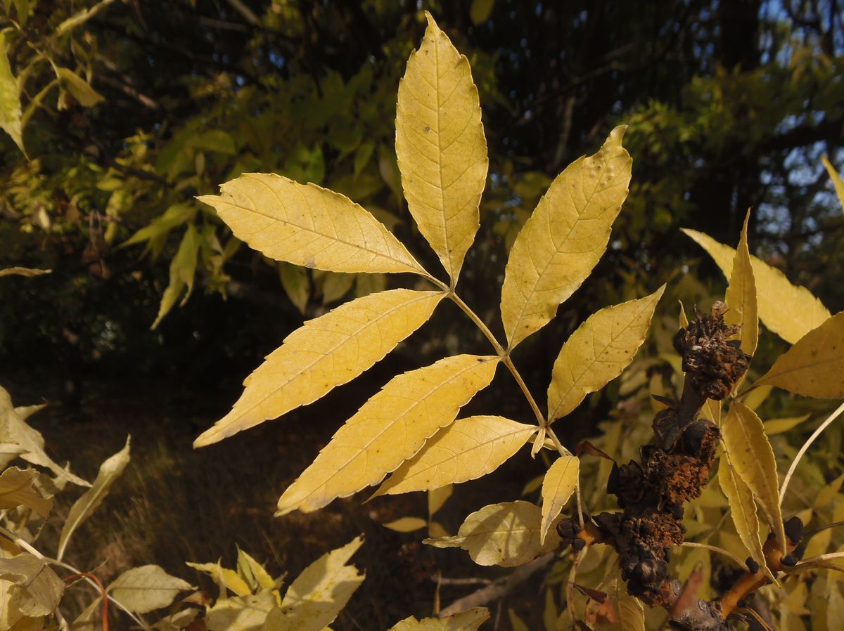 Изображение особи Fraxinus ptacovskyi.