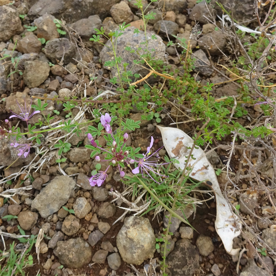 Image of Cleome maculata specimen.
