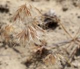 Anisantha tectorum