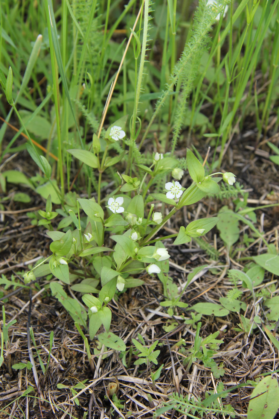 Изображение особи Anagallidium dichotomum.