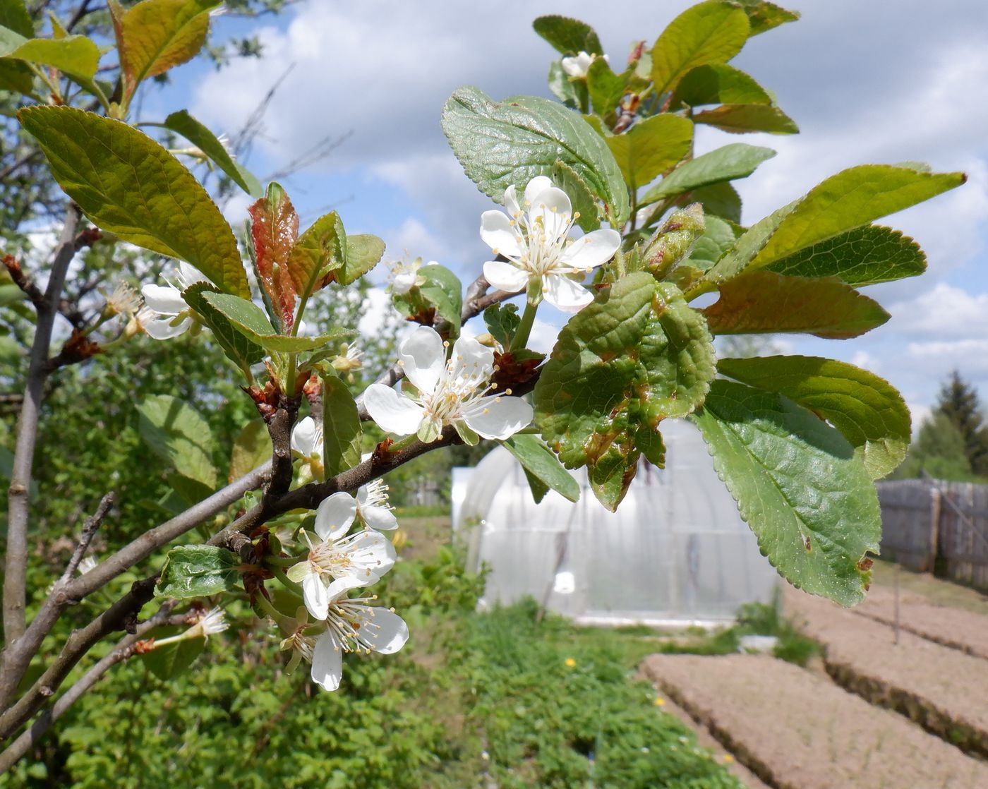 Image of Prunus domestica specimen.