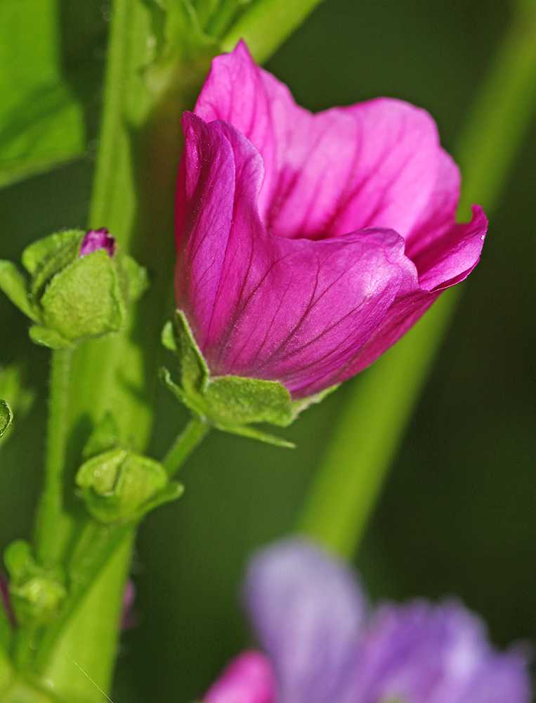 Image of Malva mauritiana specimen.