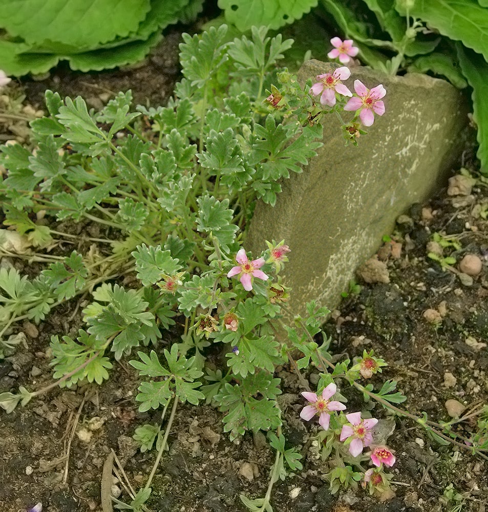 Image of Potentilla porphyrantha specimen.