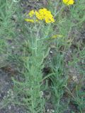 Achillea wilhelmsii