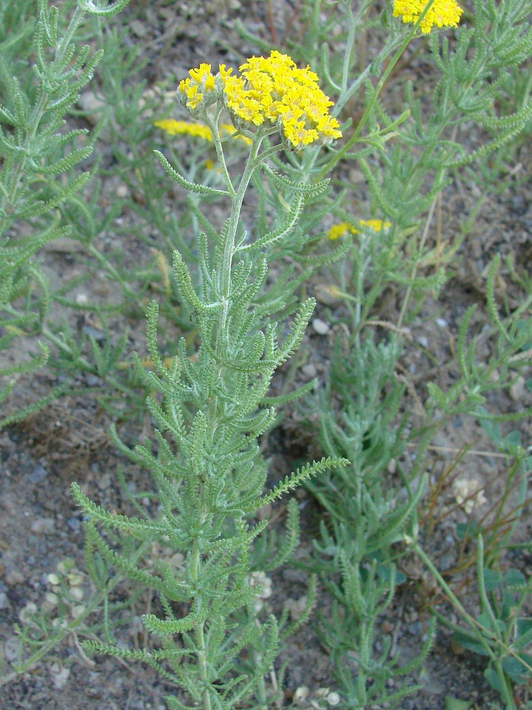 Image of Achillea wilhelmsii specimen.